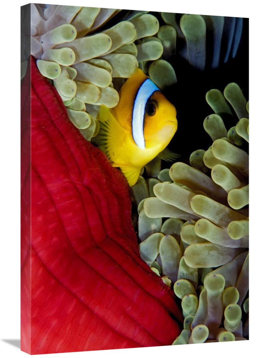 20 x 30 Inch Red Sea Anemonefish Hiding in Magnificent Sea Anemone Art Print - Egypt Underwater Marine Life Wall Decor for Living Room, Office & Nursery