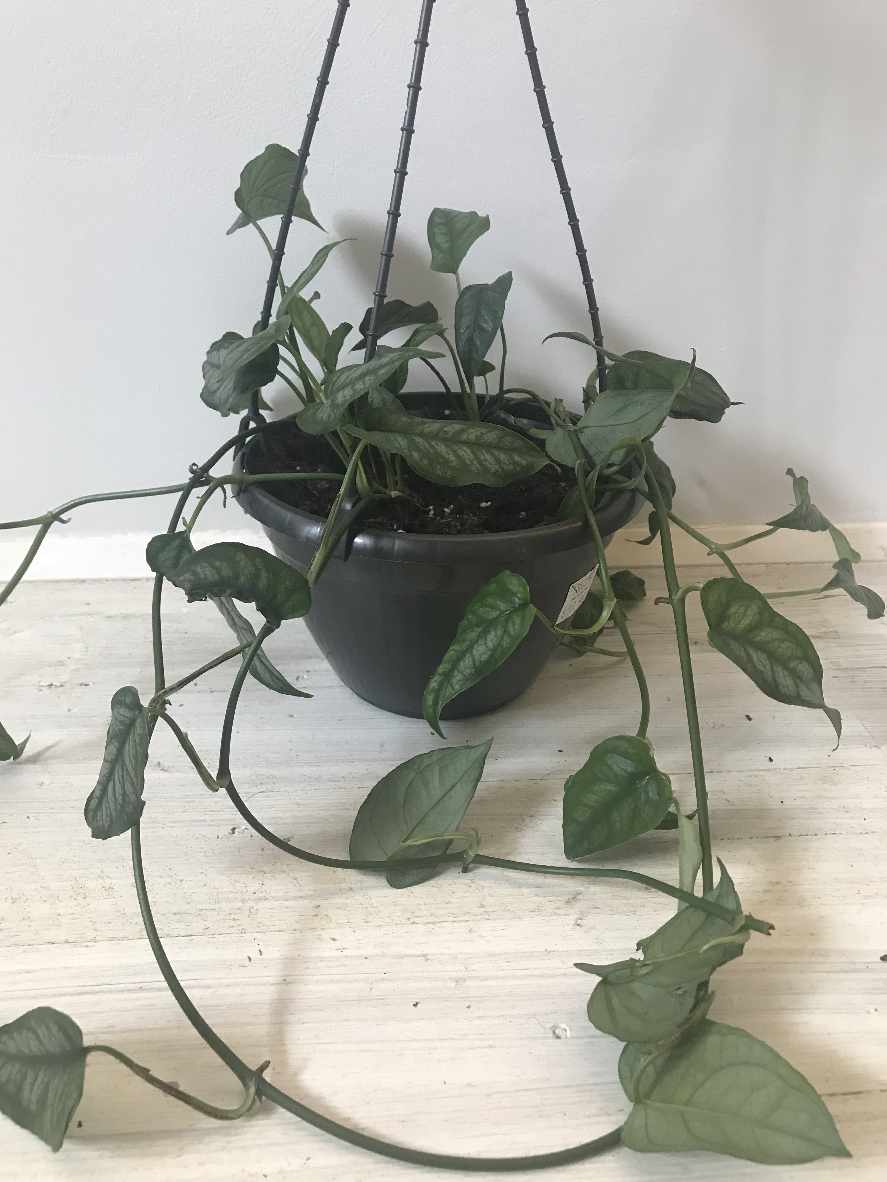 Monstera Siltepecana - Rare Tropical Houseplant for Indoor Decor | Perfect for Home, Office & Garden | Low Maintenance & Air Purifying
