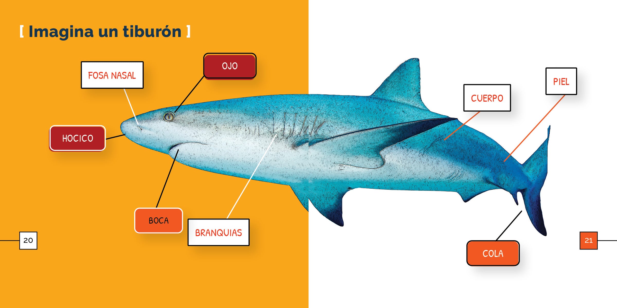 Los Tiburones 9798889891024 - Premium Shark-Themed Collectible for Fans & Enthusiasts | Perfect for Home Decor, Gifts, and Shark Lovers