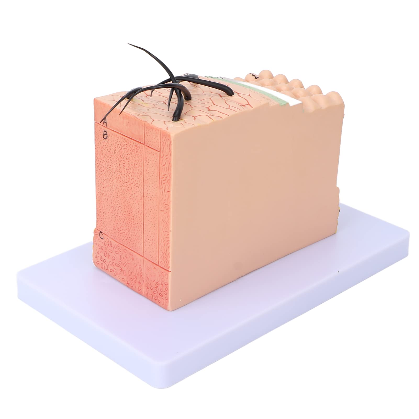 Magnified Skin Tissue Model - PVC Anatomical Skin Model for Dermatology Study, Cosmetology Training & School Education | Perfect for Medical Students, Skin Care Professionals & Classroom Demonstrations