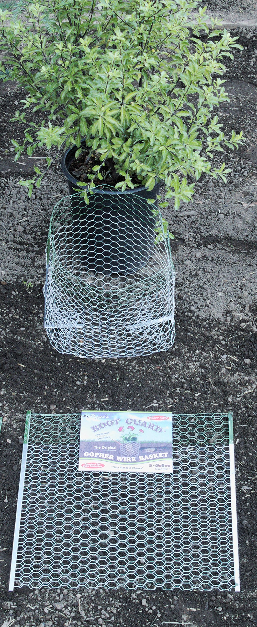 Digger’s 5-Gallon Heavy-Duty Wire Basket - Gopher Wire Baskets for Shrubs, Vines & Bushes (12 Pack) - Perfect for Garden Protection & Plant Root Barriers