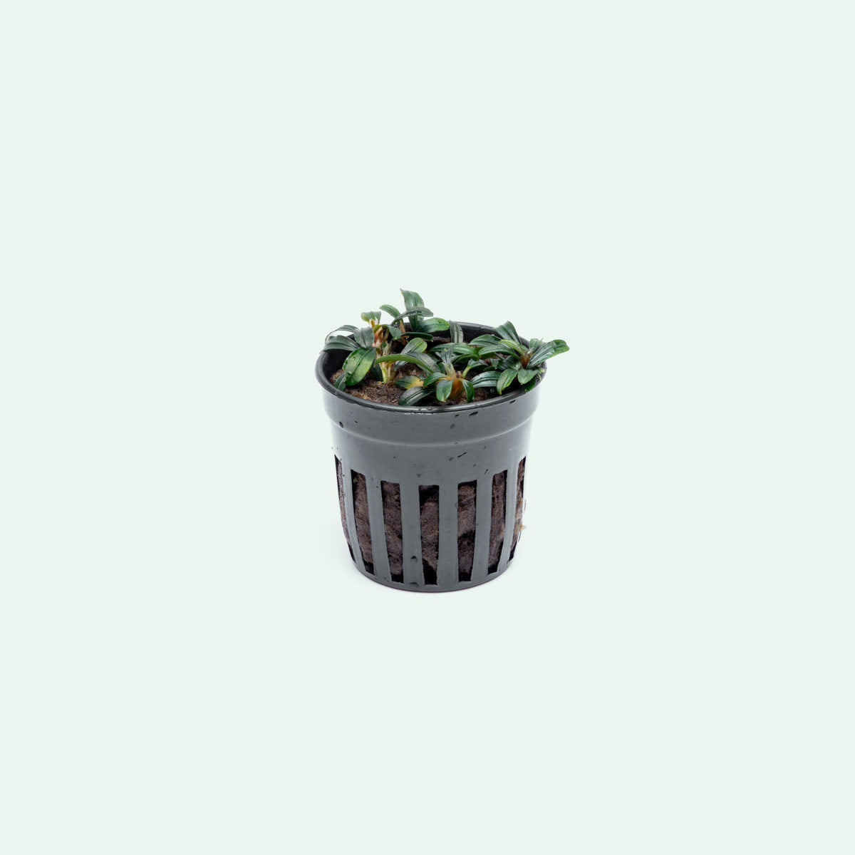 Bucephalandra Boyan Mini Narrow - Rare Aquatic Plant for Aquascaping & Fish Tanks - Perfect for Nano Tanks, Aquariums, and Aquatic Gardens