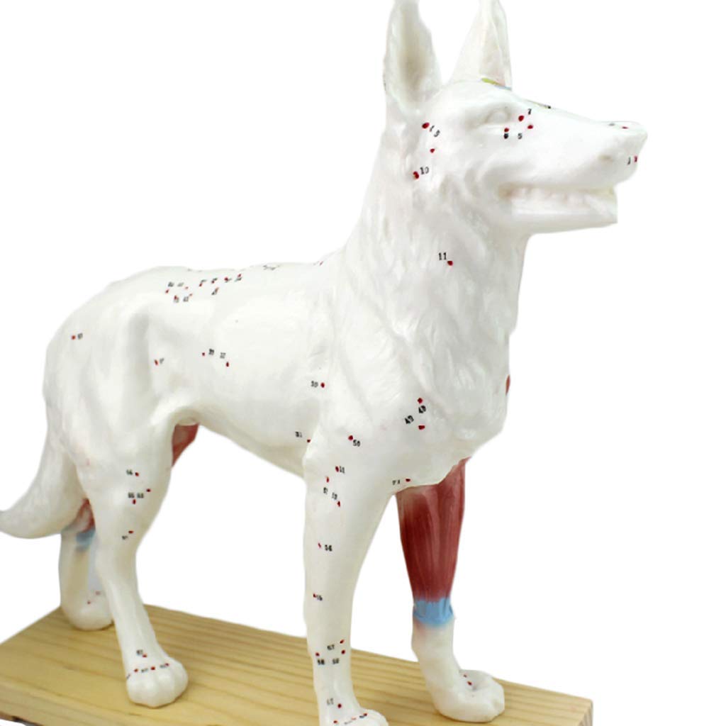Dog Cat Anatomical Model with 36/72 Acupuncture Points - Scientific Animal Anatomy Educational Kit for Veterinary Students, Medical Training & Acupuncture Practice - Perfect for Classroom, Lab & Clinical Use