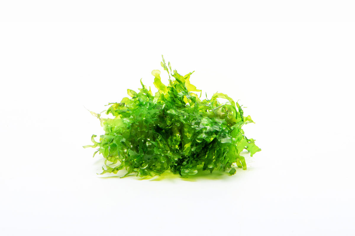 Freshwater Aquarium Plant - Susswassertang (Lomariopsis Lineata) for Fish Tanks | Low Light Aquatic Moss | Perfect for Shrimp Tanks, Aquascaping & Natural Decor