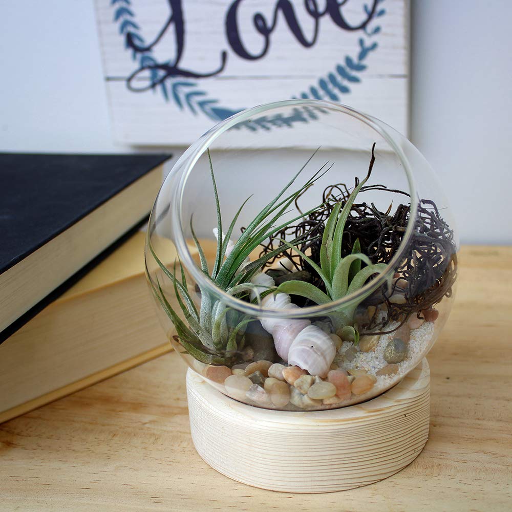 Premium Glass Dome Terrarium with Wood Base - Ideal for Air Plants, Succulents, Mini Gardens & Home Decor - Small Glass Display Case for DIY Crafts, Wedding Centerpieces & Office Desk Decor