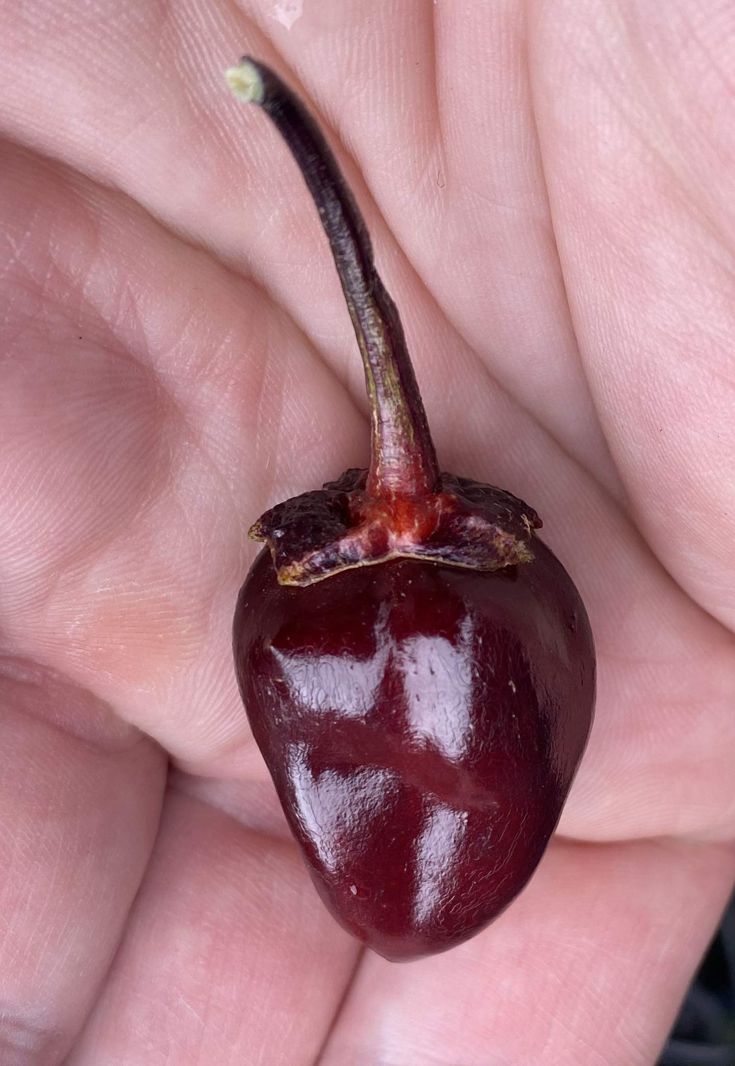 Premium 7 Pot BBG Scorpion Super Hot Pepper Seeds for Planting - Extremely Spicy Purple Bubblegum Variety - Ideal for Home Gardening, Hot Sauce Making & Chili Enthusiasts