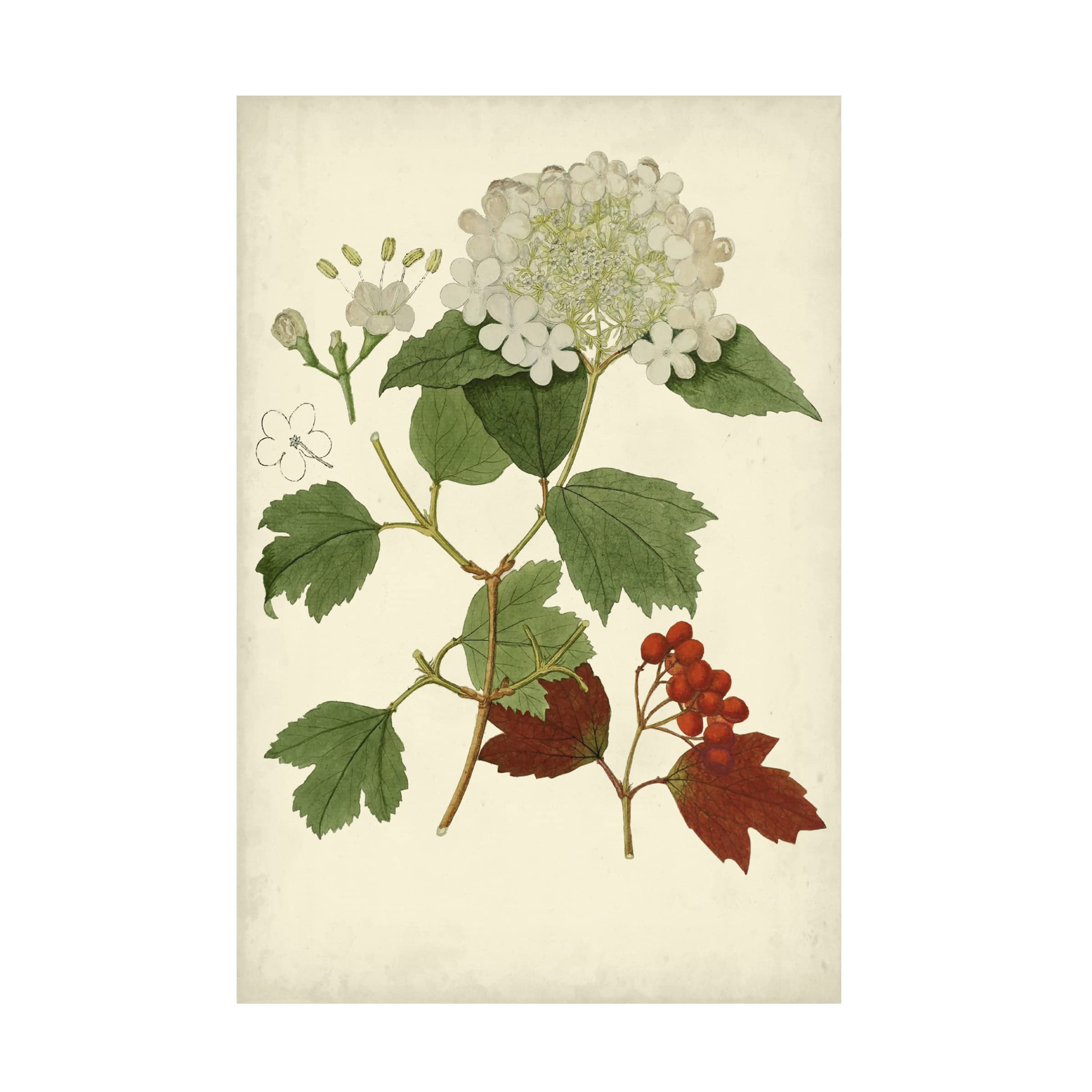 Trademark Fine Art 'Flowering Viburnum I' Canvas Wall Art Print - Botanical Floral Painting for Living Room, Bedroom & Office Decor