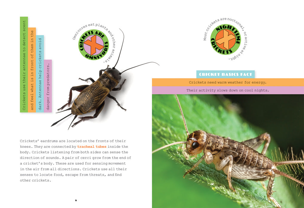 Live Crickets for Reptile Food - Bulk 978 1 60818 990 8 | Perfect for Feeding Bearded Dragons, Geckos & Other Insect-Eating Pets