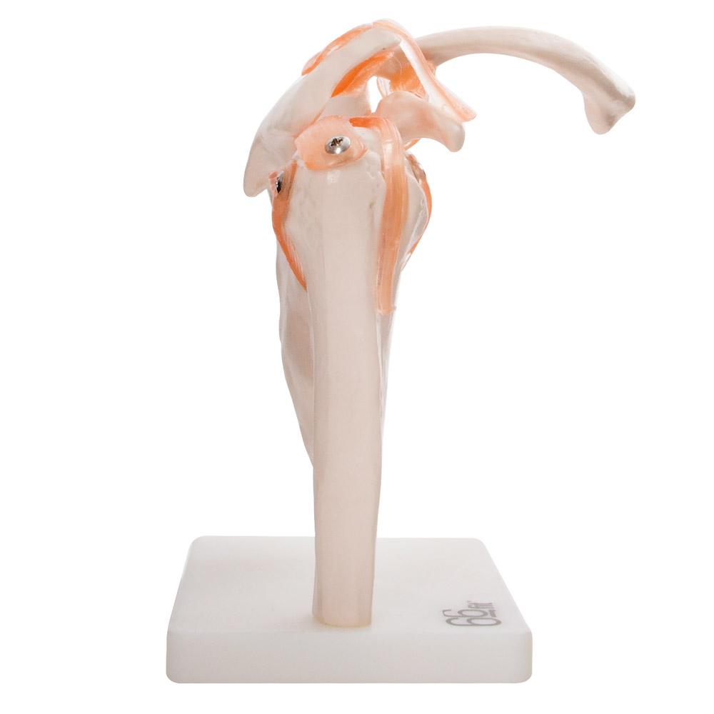66Fit Human Shoulder Joint Anatomical Model - Medical Education & Physical Therapy Training Tool for Students & Professionals - Perfect for Classroom, Clinic & Home Study