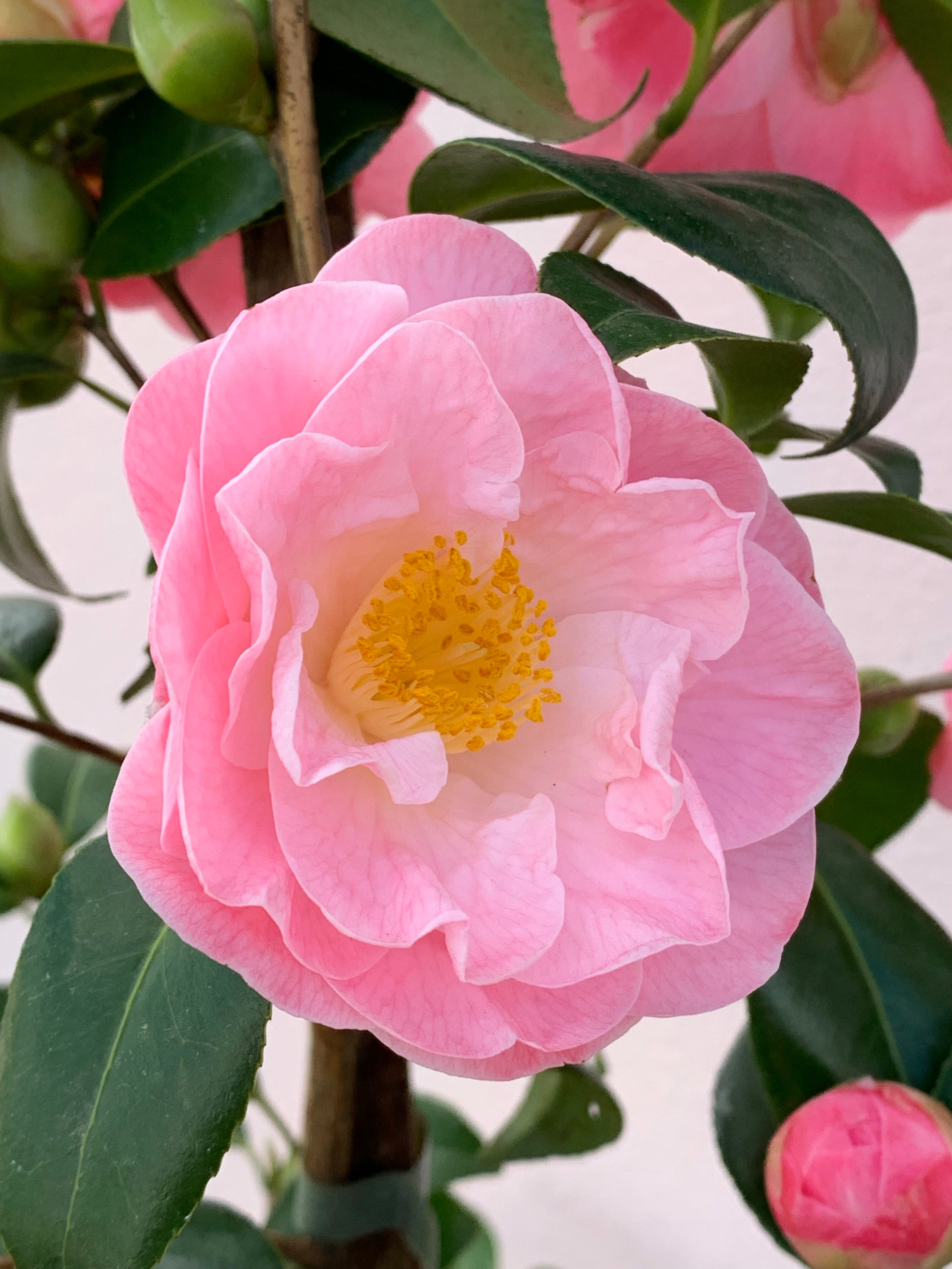 Camellia 'Peggy Burton' - Beautiful Pink Flowering Evergreen Shrub for Gardens, Landscaping & Outdoor Decor
