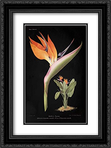 15x18 Black Ornate Framed Wild Apple Portfolio - Double Matted Museum Art Print 'Strelitzia Reginae' - Perfect for Living Room, Bedroom & Office Wall Decor