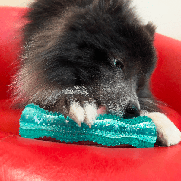 KONG Squeezz Dental Stick Dog Toy - Durable Chew Toy for Teeth Cleaning & Play - Perfect for Small, Medium & Large Dogs - Indoor & Outdoor Use