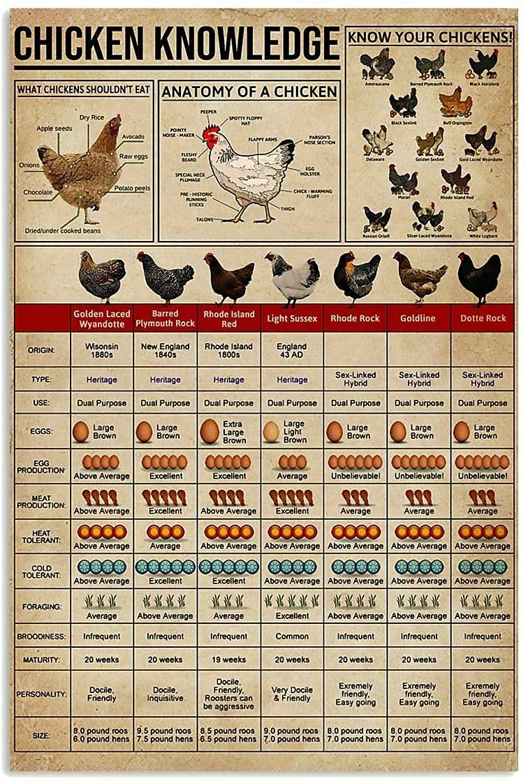 Vintage Chicken Knowledge Metal Tin Sign - 8x12 Inch Rustic Farm Decor for Home, Bathroom, Cottage & Man Cave - Funny Novelty Wall Art for Farmers & Animal Lovers - Perfect for Country Kitchen, Farmhouse or Retro Parlor