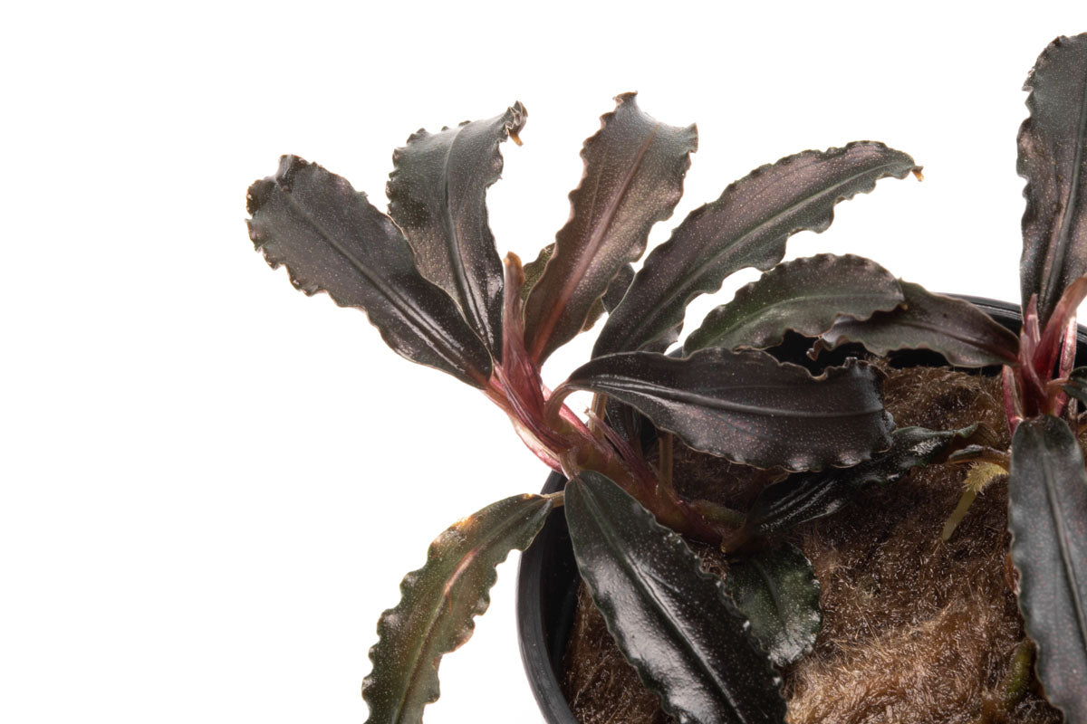 Bucephalandra Godzilla Live Aquarium Plant - Rare Aquatic Moss for Fish Tanks, Aquascaping & Shrimp Habitats (Perfect for Low-Tech & Nano Tanks)