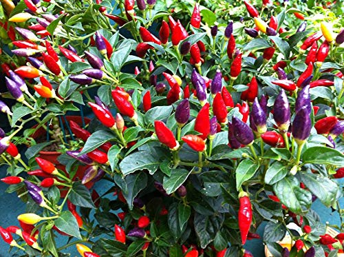 Non-GMO Mini Ornamental Pepper Seeds Mix - Indoor Decorative Vegetable Planting for Home Garden, Kitchen Herb Pots & DIY Gifts