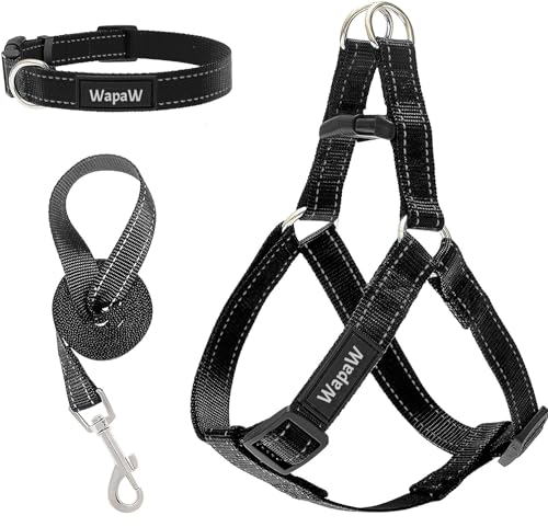 Black - Collar + Leash + Harness