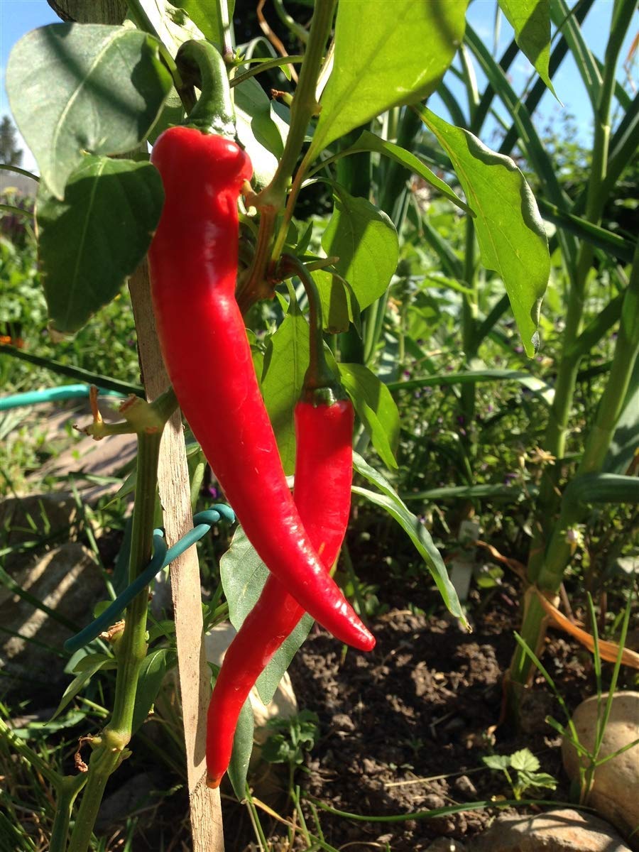 Cayenne Red Long Pepper Seeds - Pack of 100 | Hot Chili Peppers for Cooking, Gardening & Homegrown Spices