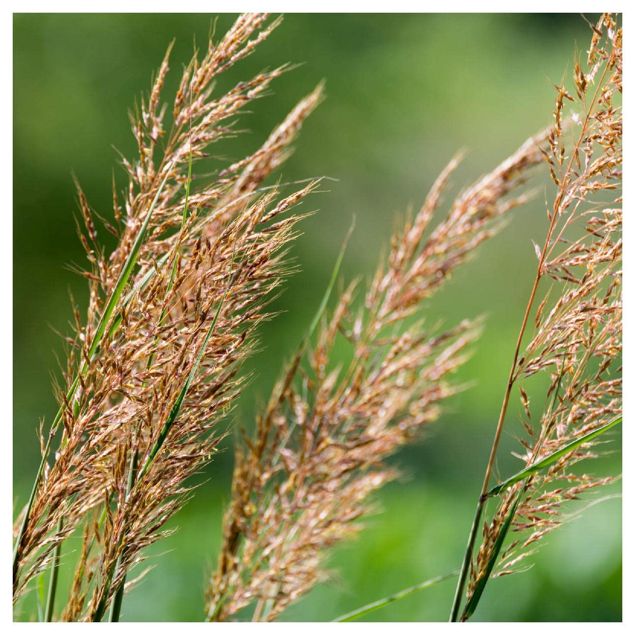 Everwilde Farms 1000 Indian Grass Native Seeds - Premium Gold Vault Jumbo Packet for Landscaping, Erosion Control & Prairie Restoration | Drought-Resistant Ornamental Grass for Gardens & Wildlife Habitats