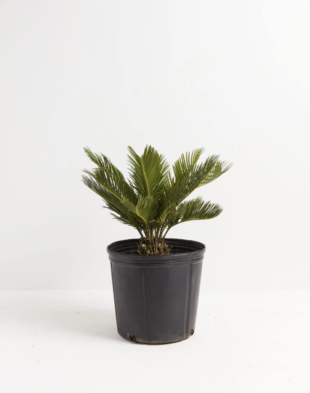 Extra Large Sago Palm Plant - Perfect for Indoor Decor, Office Plants & Tropical Landscaping
