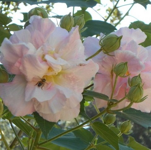 25+ Rare Hibiscus Mutabilis Seeds - Confederate Rose Cotton Rose Double Bloom Flowers (White to Pink) for Garden Landscaping & Butterfly Attraction