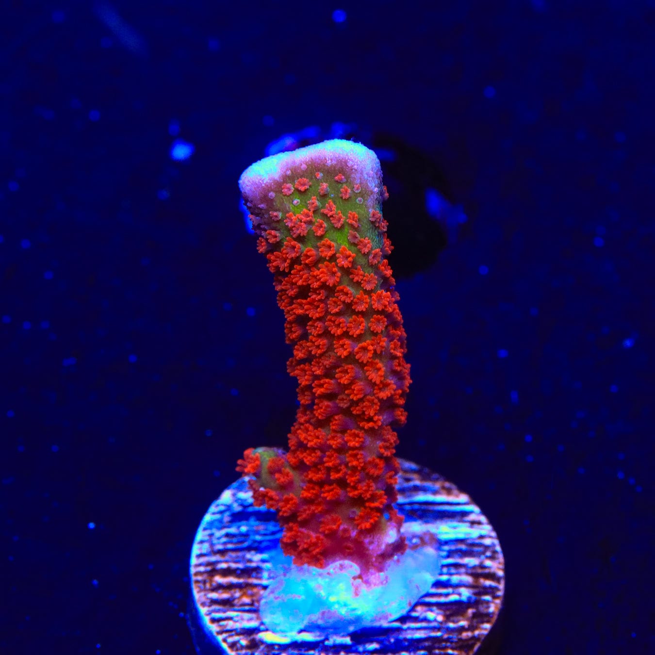 Premium Forest Fire Digitata Montipora Coral - Vibrant Saltwater Aquarium Coral for Reef Tanks | Perfect for Coral Propagation & Marine Aquascaping