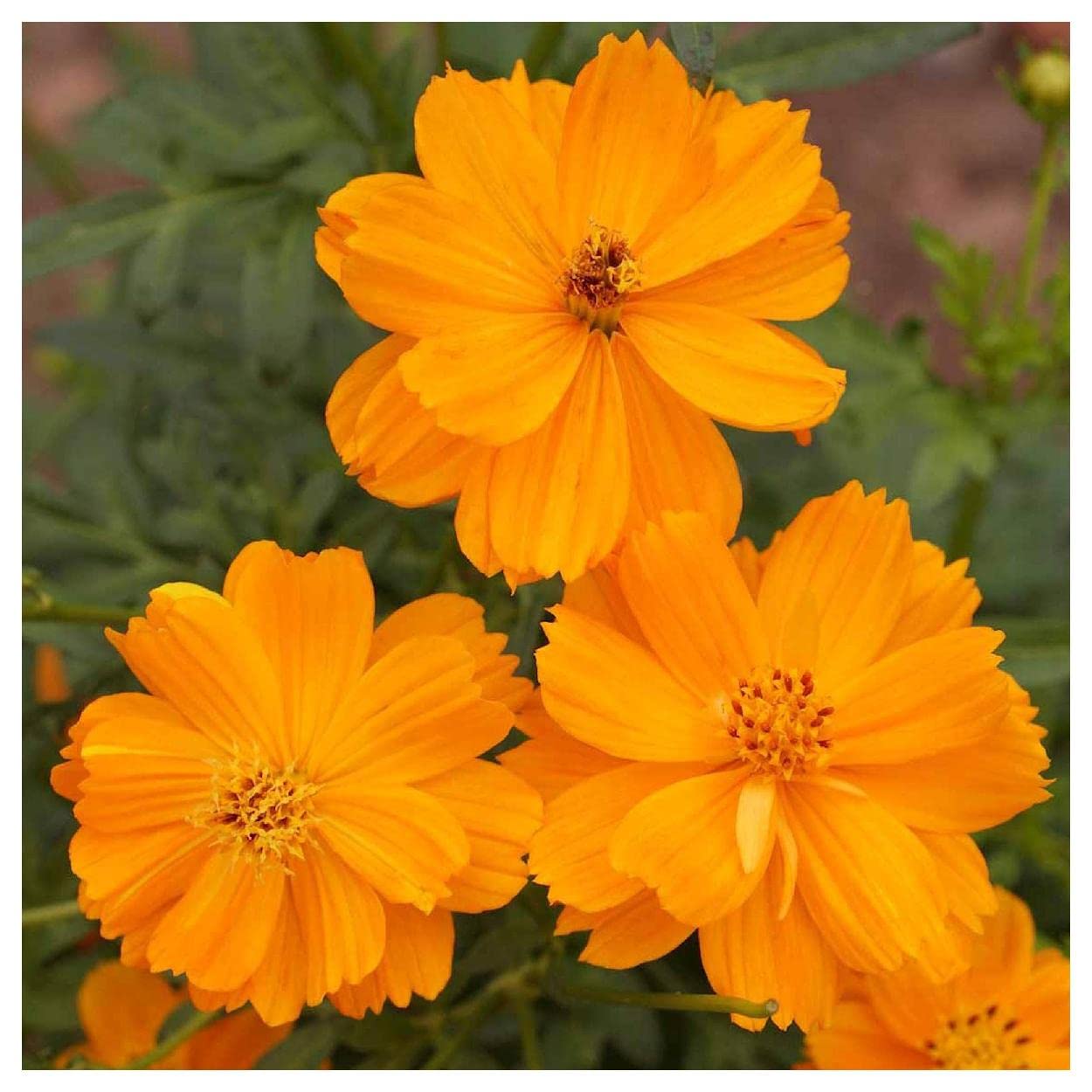 500 Dwarf Orange Cosmos Wildflower Seeds - Premium Gold Vault Jumbo Seed Packet by Everwilde Farms - Perfect for Home Gardens, Landscaping & Pollinator-Friendly Flower Beds