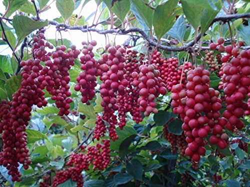 Premium Schisandra Chinensis Seeds (20 Count) - Organic Chinese Magnolia Vine for Home Gardening, Edible Fruit & Herbal Tea | Grow Your Own Superfood for Health & Wellness