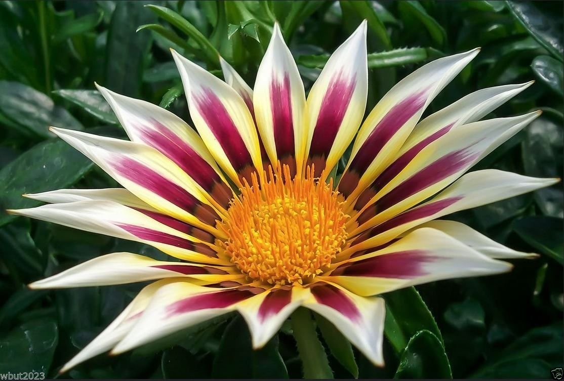 10 Seeds Gazania New Day Rose Stripe - White Petals with Dark Rose Stripes Gazania Flowers for Garden, Landscaping & Container Planting