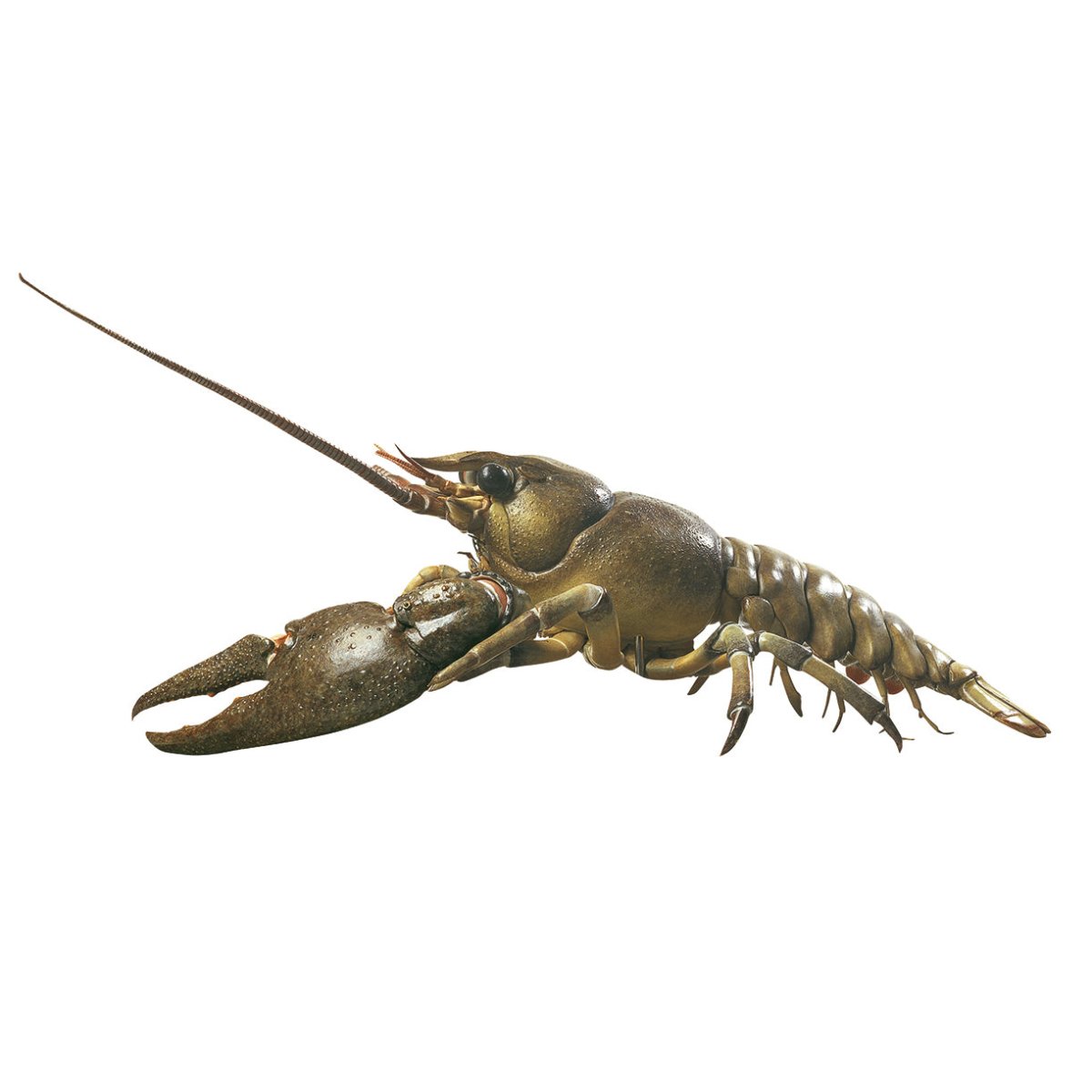 Freshwater Crayfish for Aquarium or Pond - Live Lobster for Aquatic Pets, Fishing Bait, and Home Decoration | Perfect for Aquascaping, Backyard Ponds, and Educational Science Projects