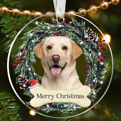 Dog Labrador