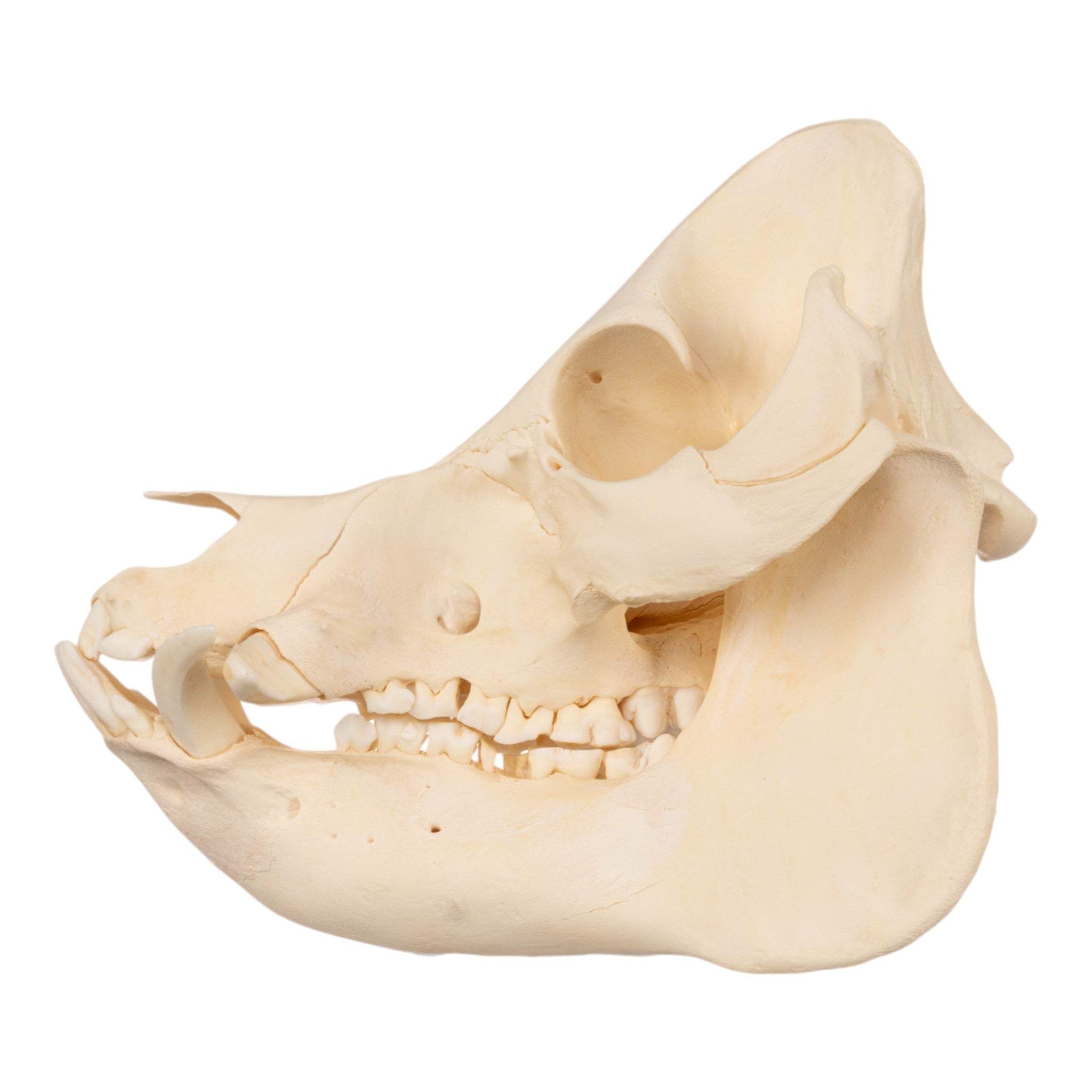 Authentic Kunekune Pig Skull - Natural Bone Specimen for Taxidermy, Oddities Collection & Gothic Decor - Perfect for Halloween, Cabin Decor & Dark Aesthetic Displays
