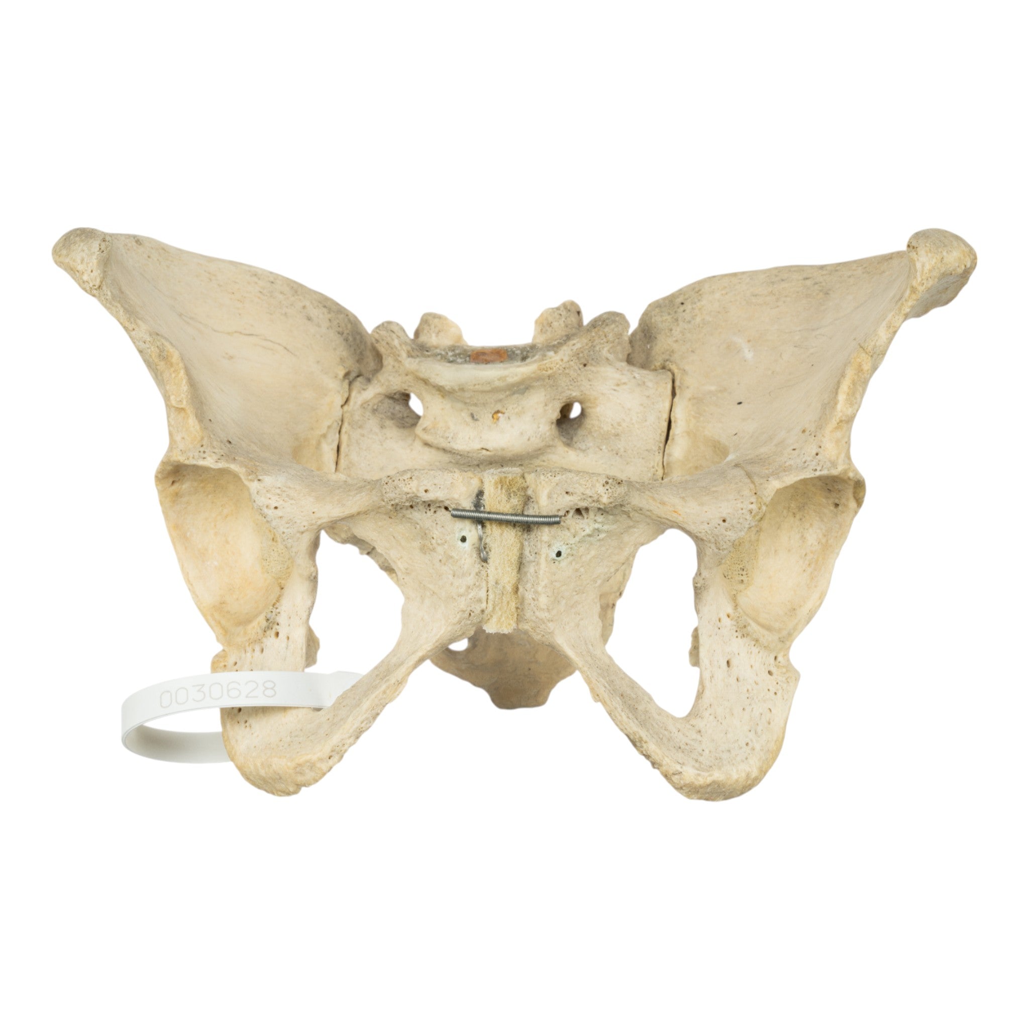 Real Human Pelvis and Sacrum Articulated - Anatomical Model for Medical Education, Study, and Display