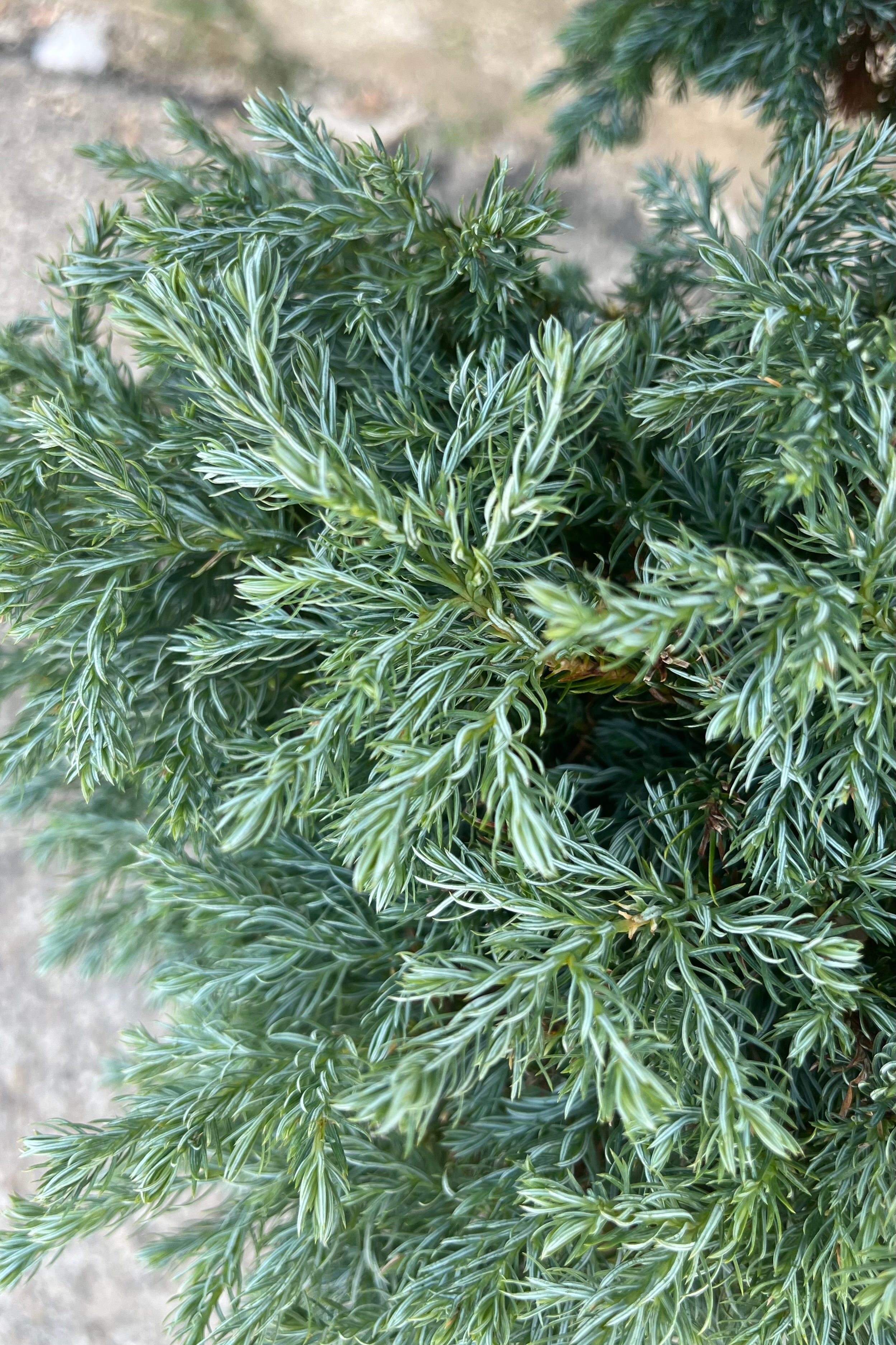 Chamaecyparis pisifera 'Boulevard' Pom Pom - #6 Size Evergreen Shrub for Landscaping, Privacy Hedges & Garden Decor
