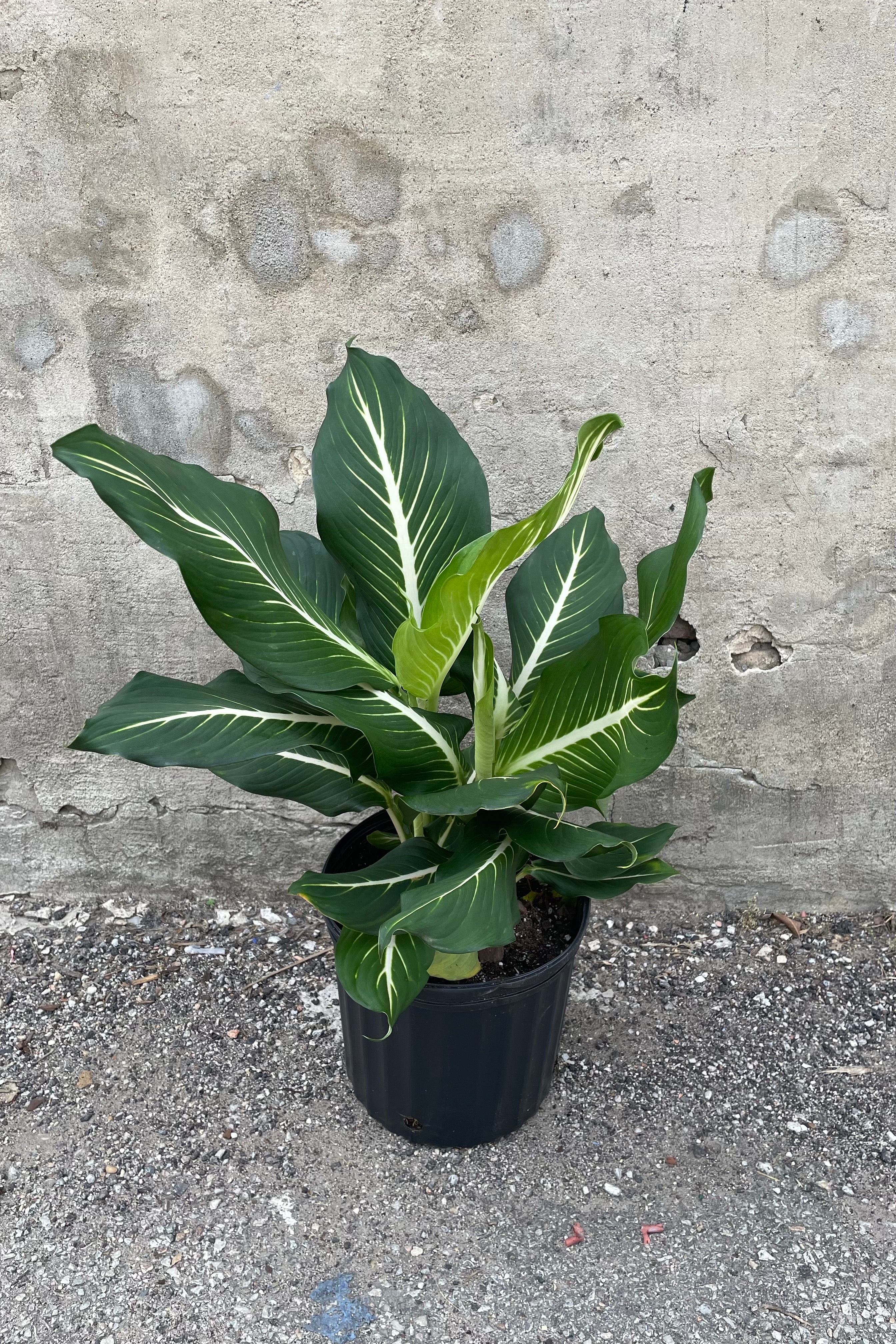 Dieffenbachia 'Sterling' 10