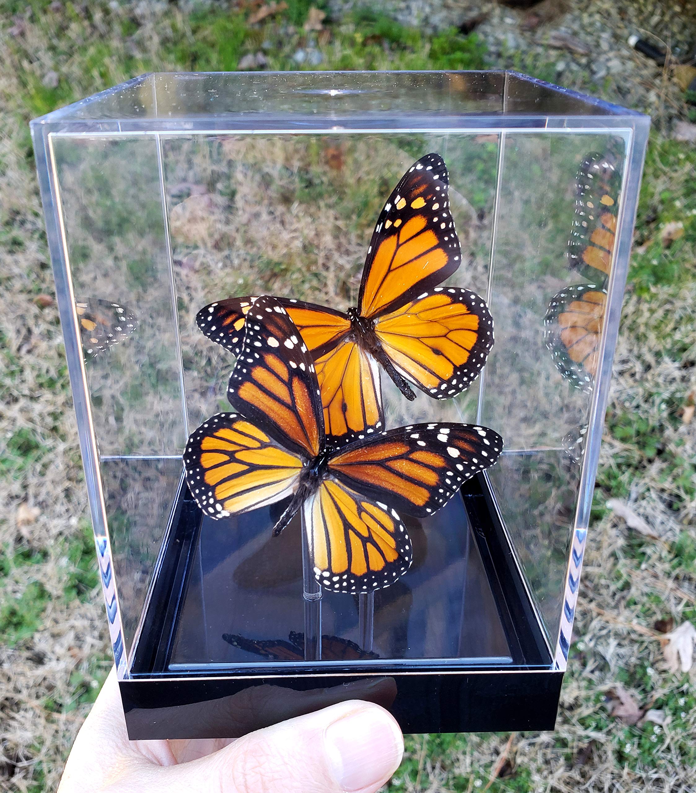 Monarch Butterfly Display Cube - 4x4x5.5 Inch Glass Tabletop Decor with Framed Male & Female Butterflies - Perfect for Home Office, Living Room, or Gift