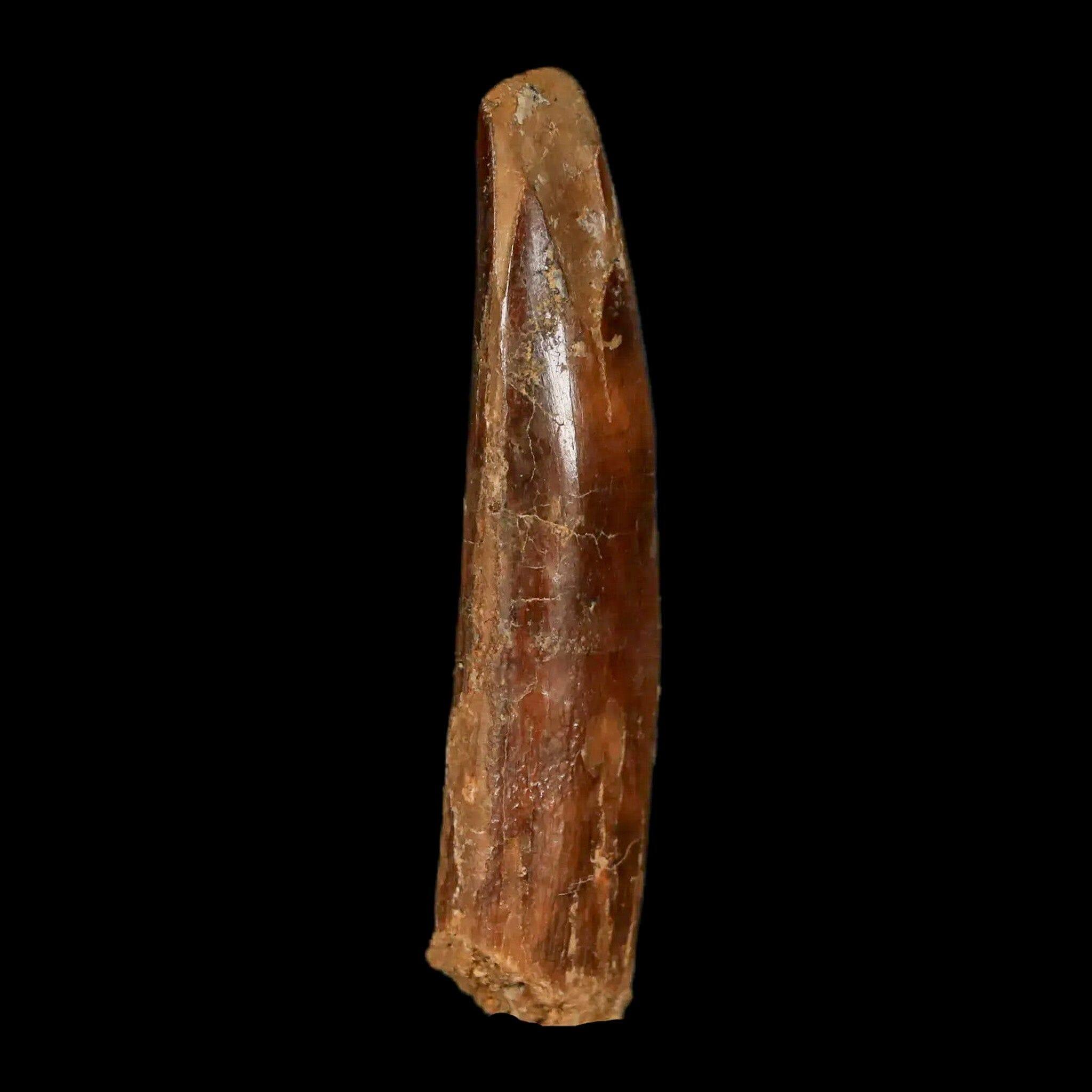 2 Authentic Rebbachisaurus Sauropod Dinosaur Fossil Teeth - Early Cretaceous Period - Includes COA - Perfect for Paleontology Collections & Educational Displays