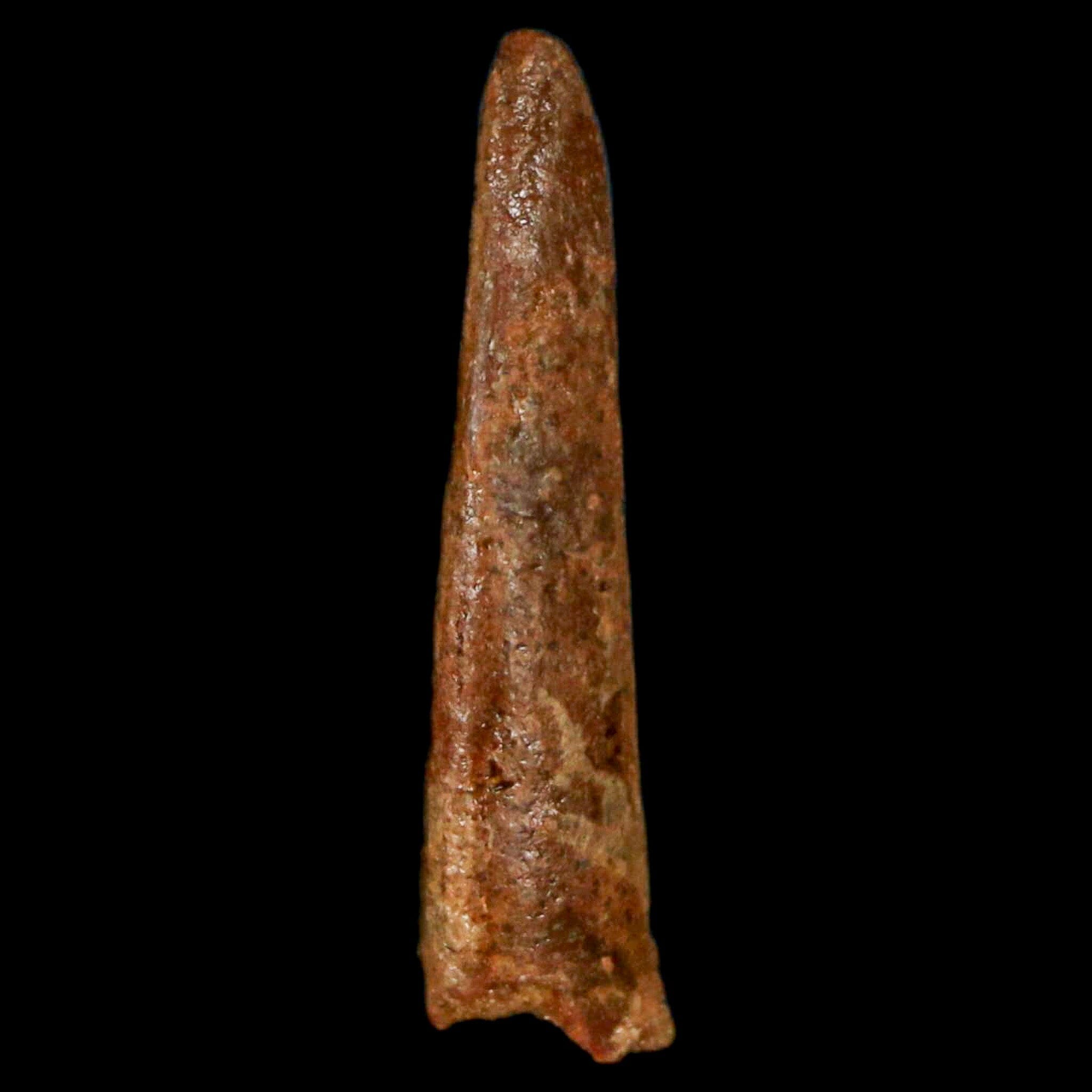 Authentic Pterosaur Coloborhynchus Fossil Tooth - Upper Cretaceous Era - Morocco - Includes COA - Perfect for Paleontology Collections & Dinosaur Enthusiasts - Great Display Piece for Museums, Classrooms, or Home Decor