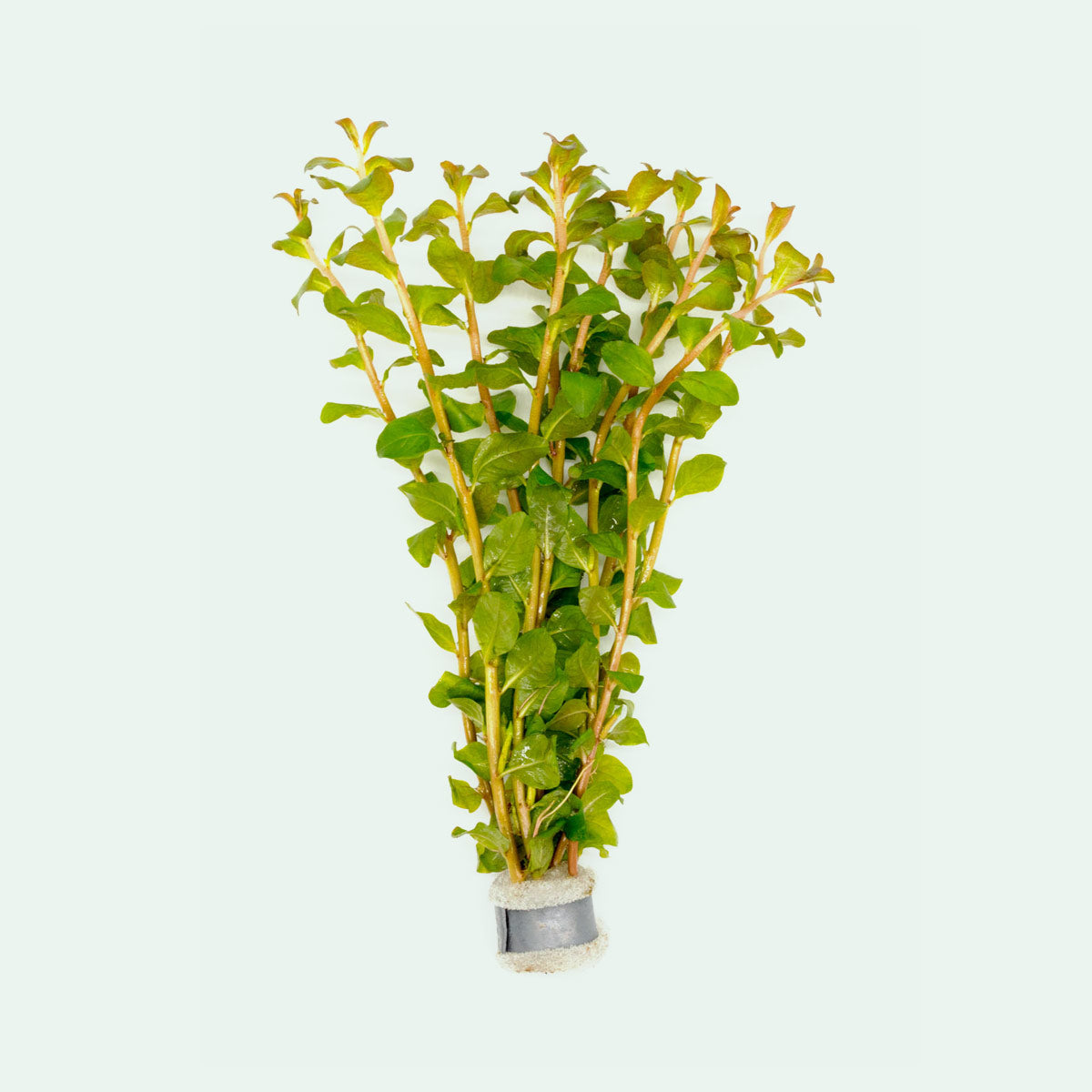 Ludwigia Senegalensis Aquatic Plant for Freshwater Aquariums - Perfect for Aquascaping, Fish Tanks & Aquatic Decor
