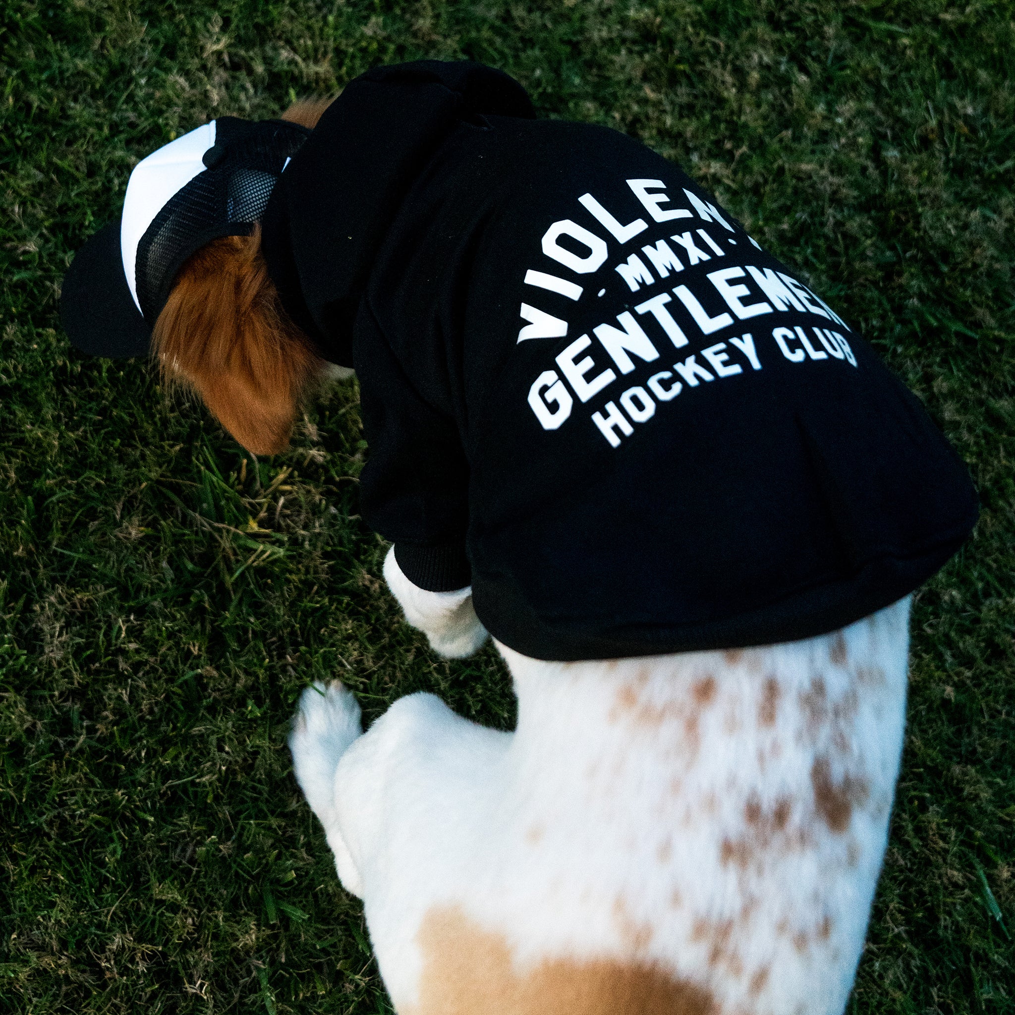 Loyalty Dog Pullover Hoodie - Cute Pet Hooded Sweatshirt for Dogs - Soft & Comfortable Dog Clothes for Small Medium Large Breeds - Perfect for Winter Walks, Outdoor Adventures & Photo Shoots