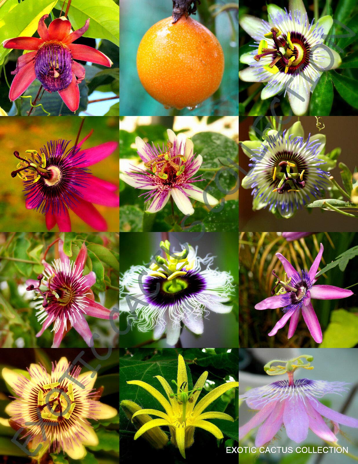 Exotic Passiflora Mix - 15 Seeds for Growing Edible Passion Fruit Tropical Vine | Perfect for Home Gardens, Landscaping & Fresh Fruit Lovers