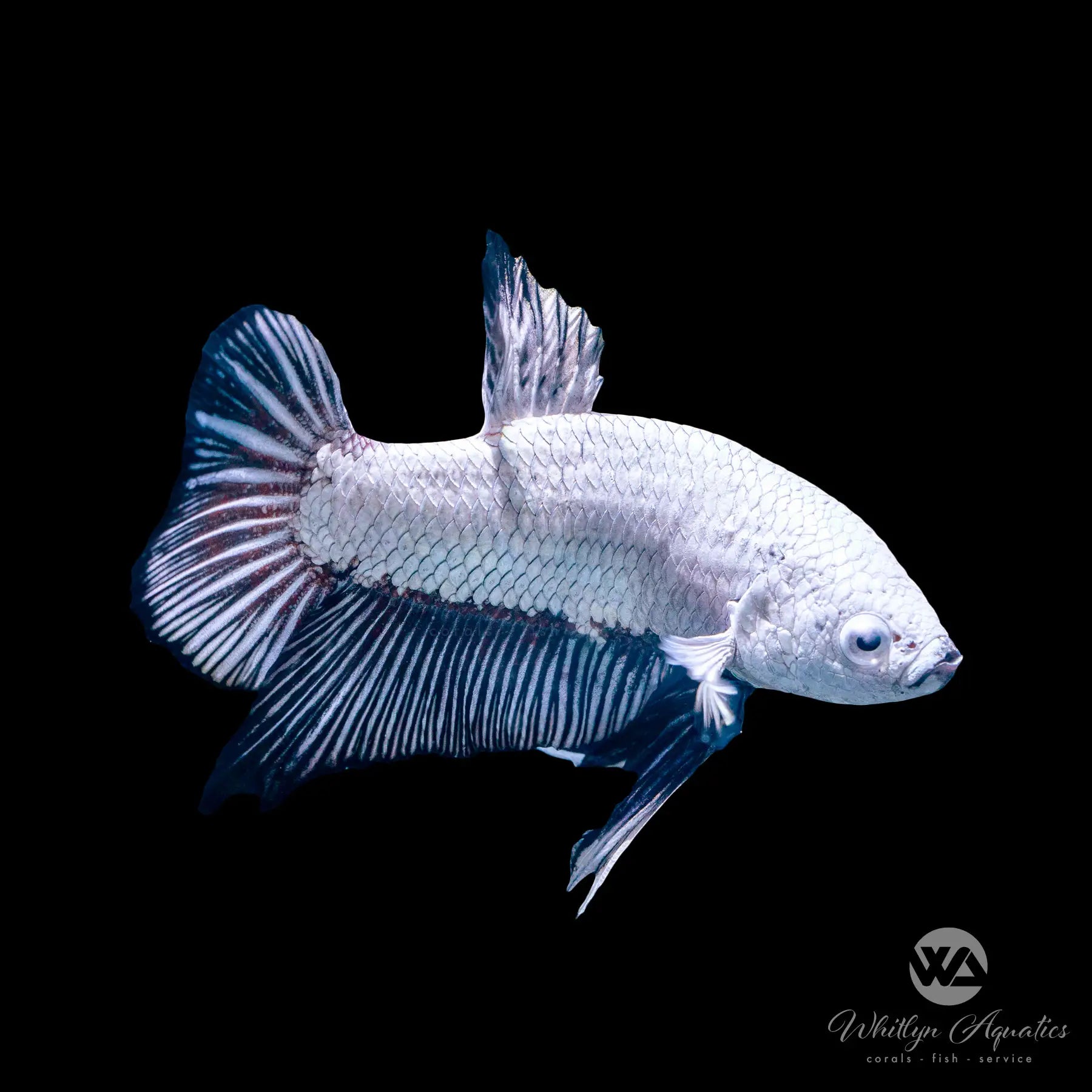 Black Dragon Plakat Betta Fish - Stunning Freshwater Aquarium Pet for Home & Office Decor | Perfect for Fish Tanks, Bowls & Aquatic Displays