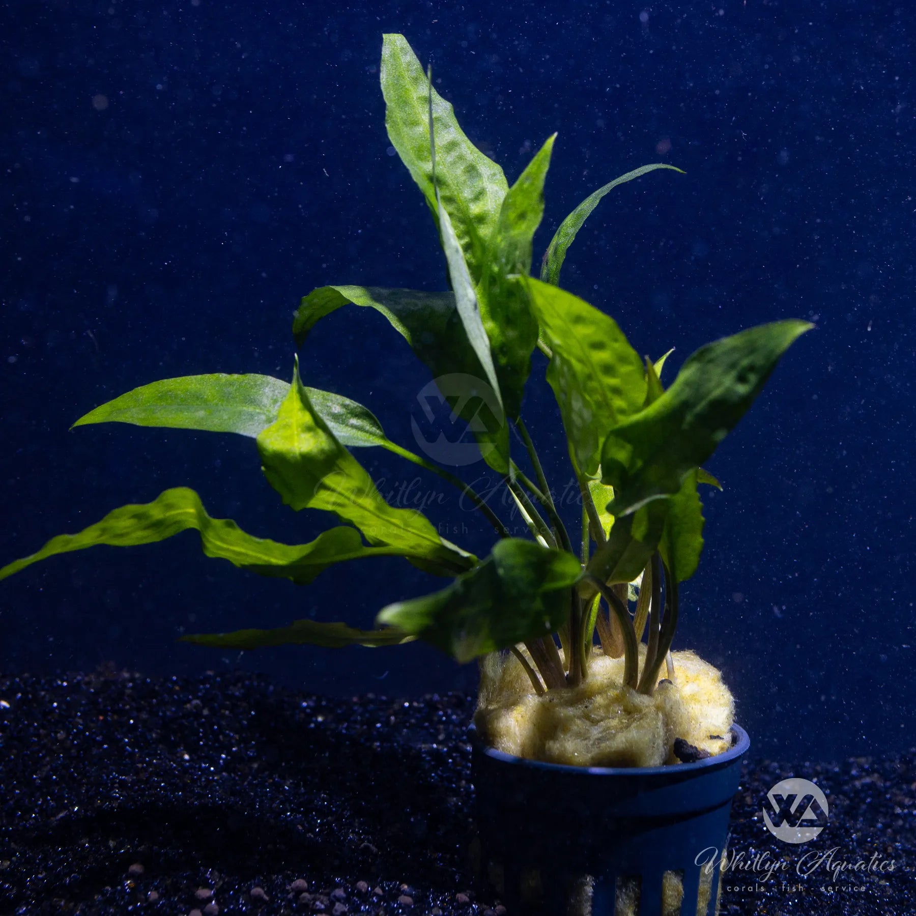 Cryptocoryne Usteriana Green Live Aquarium Plant - Easy Low Light Aquatic Plant for Freshwater Fish Tanks, Aquascaping & Natural Decor