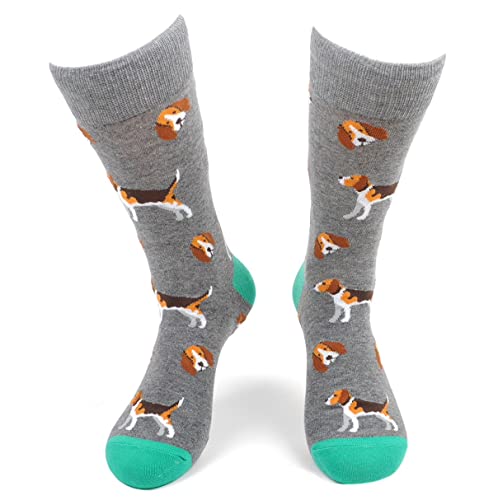 Dogs - Beagles - Grey