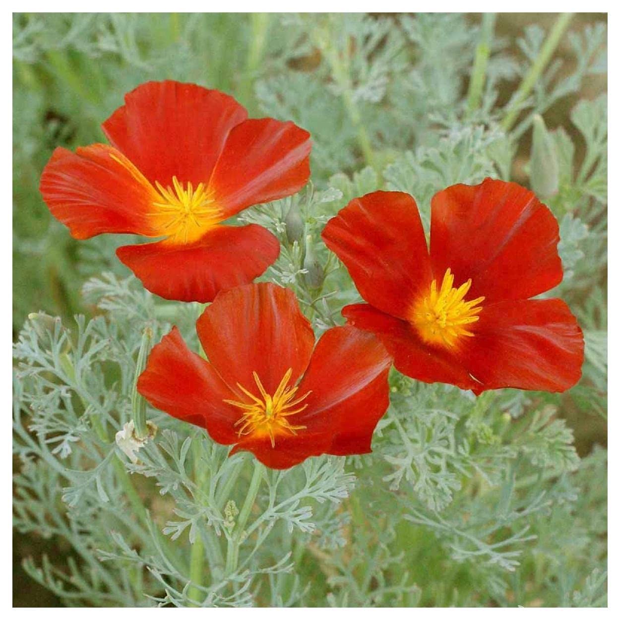 Everwilde Farms - 1000 Red Chief California Poppy Wildflower Seeds - Gold Vault Jumbo Seed Packet for Home Garden, Landscaping & Pollinator Gardens
