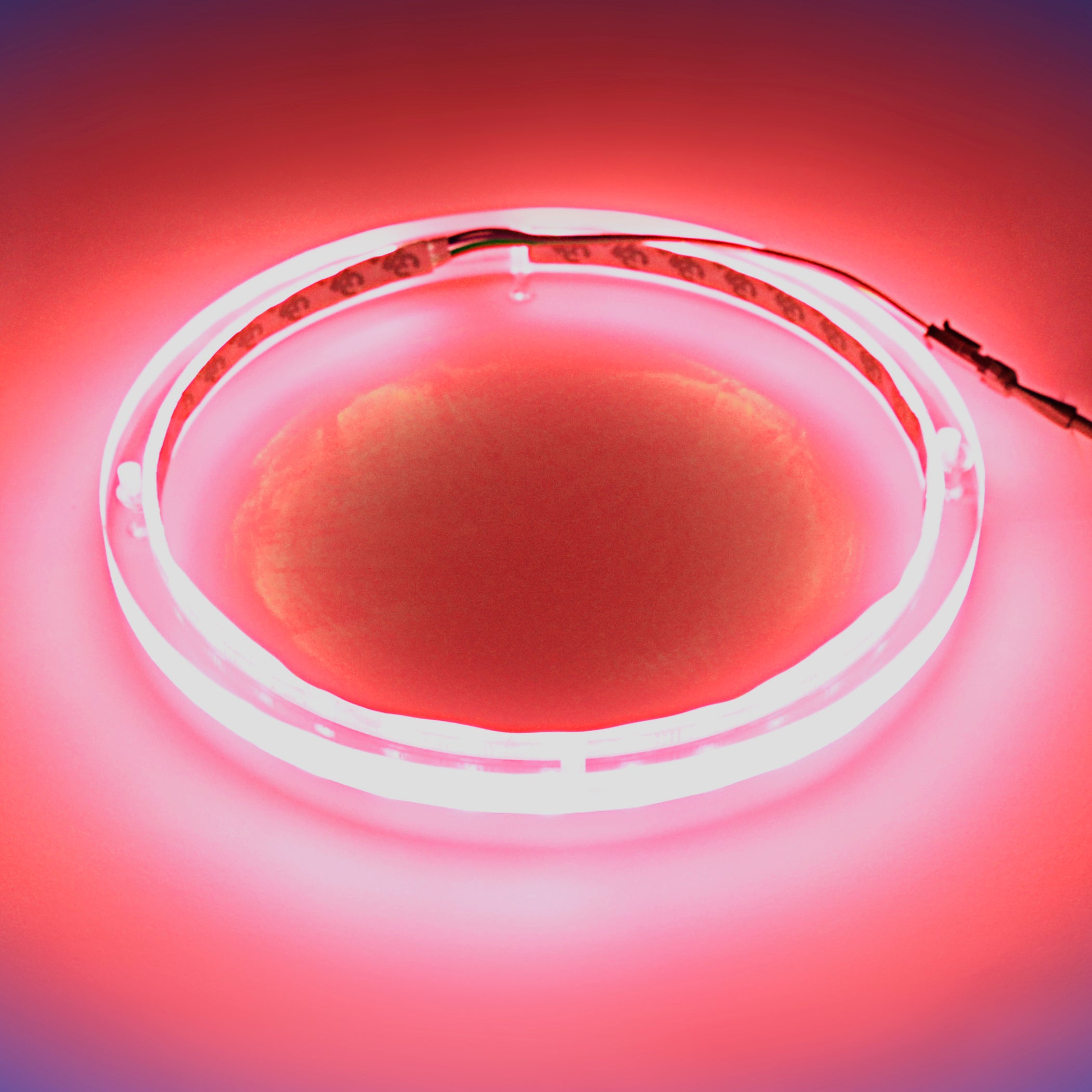 10 Pack RGB LED Speaker Rings - Colorful Lighting for DJ, Gaming & Home Audio (NL RIAPMP 10RGB) - Perfect for Parties, Concerts & PC Setups