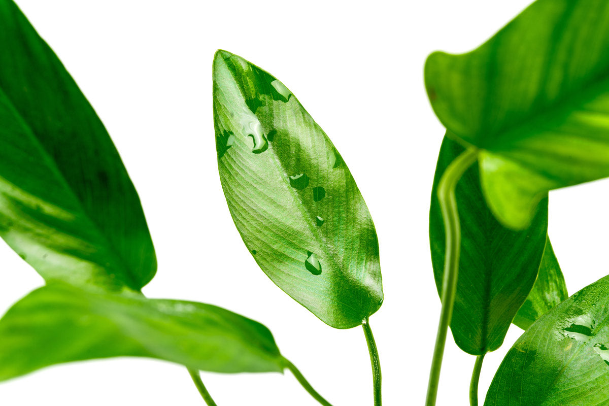 Anubias Hastifolia Aquatic Plant - Live Freshwater Aquarium Plant for Fish Tanks - Easy Care Low Light Plant for Aquascaping and Aquarium Decoration