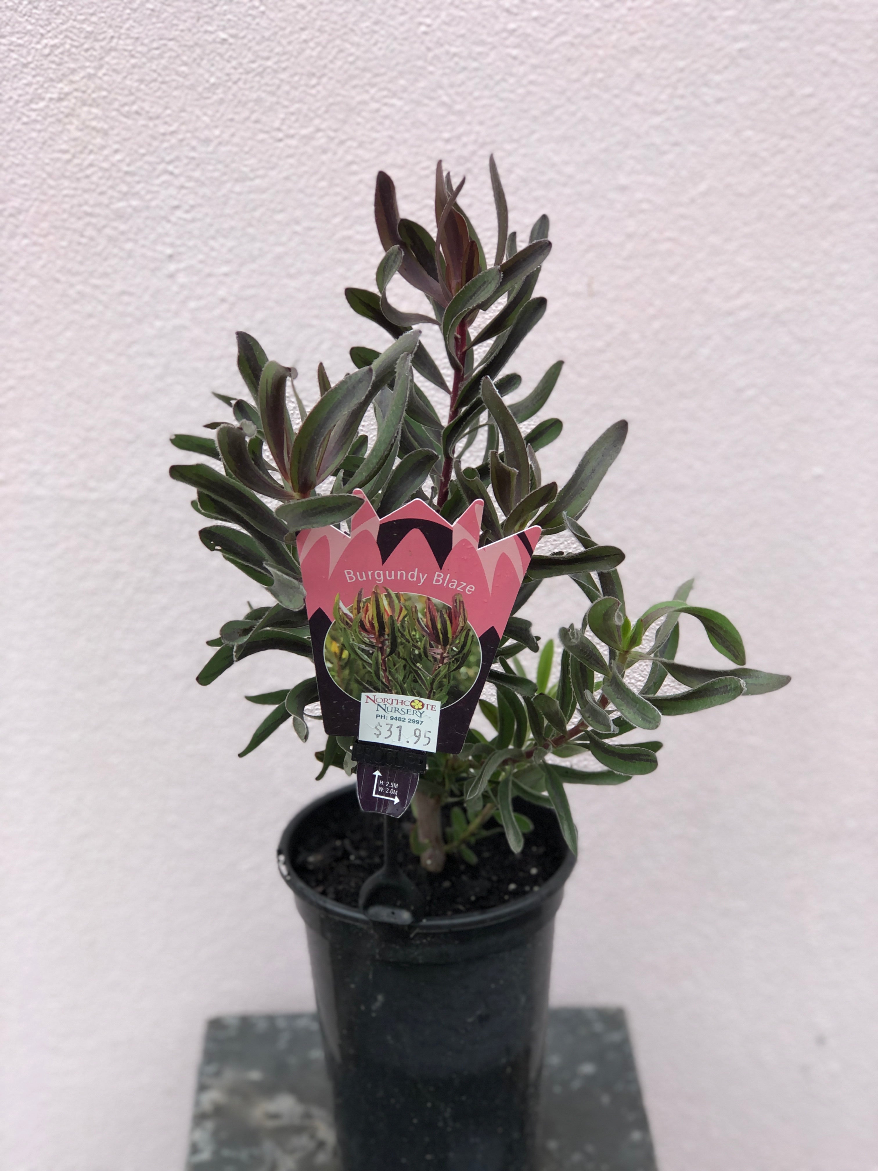 Leucadendron 'Burgundy Blaze' - Stunning Burgundy Foliage Plant for Landscaping & Home Decor | Drought-Tolerant Garden & Wedding Bouquet Centerpiece