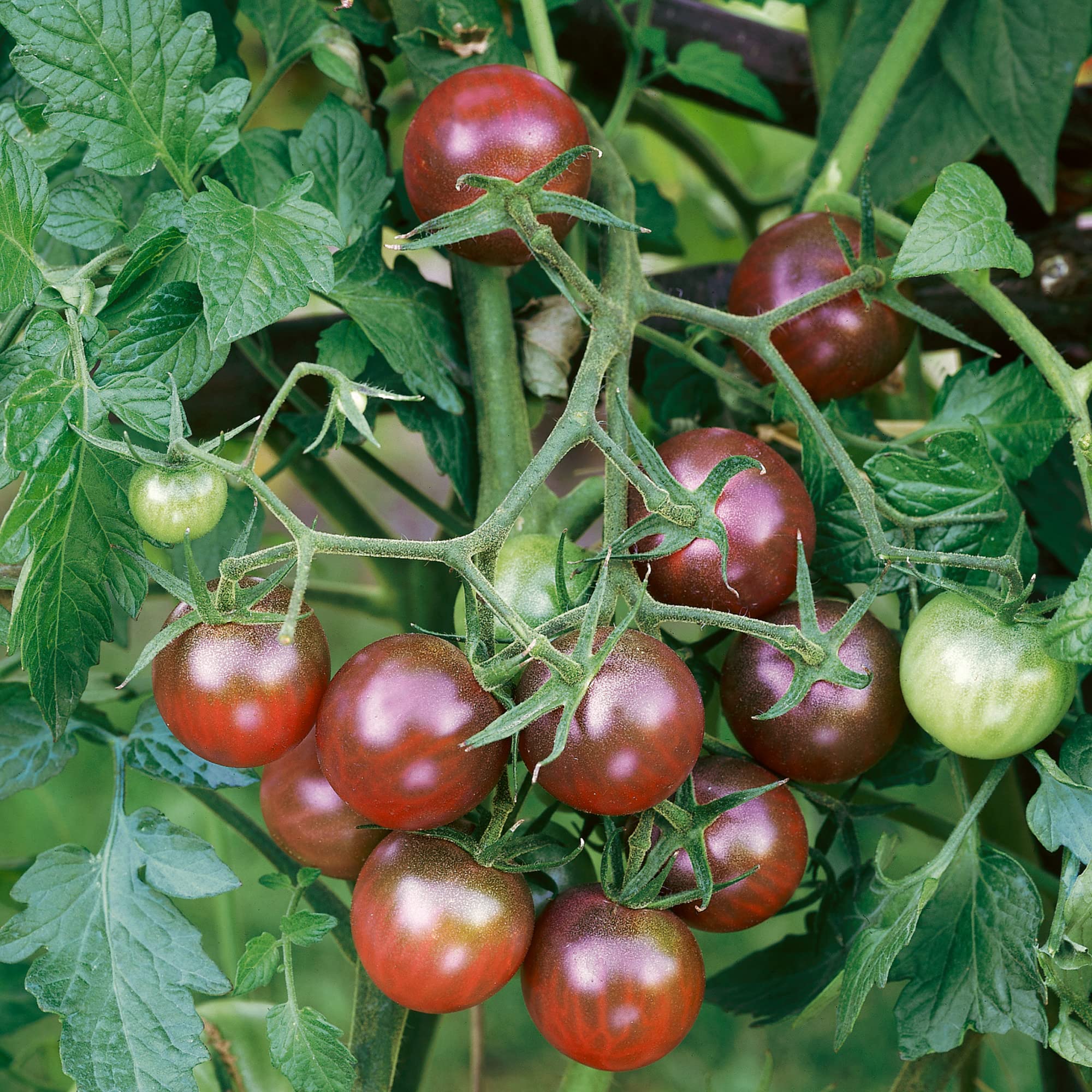 Organic Brown Berry Tomato Seeds - 4 Oz (27,200 Seeds) | Non-GMO Heirloom Variety | Solanum Lycopersicum | Perfect for Home Vegetable Gardens, Container Planting & Fresh Salads