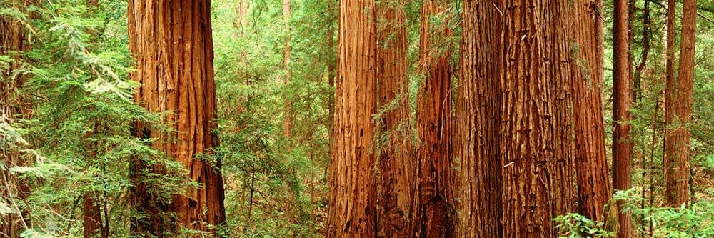 Walls 360 Peel and Stick Wall Decals - Redwoods Muir Woods Forest Wall Stickers (36x12 Inches) - Removable Vinyl Wall Art for Bedroom, Nursery, Living Room, Office Decor