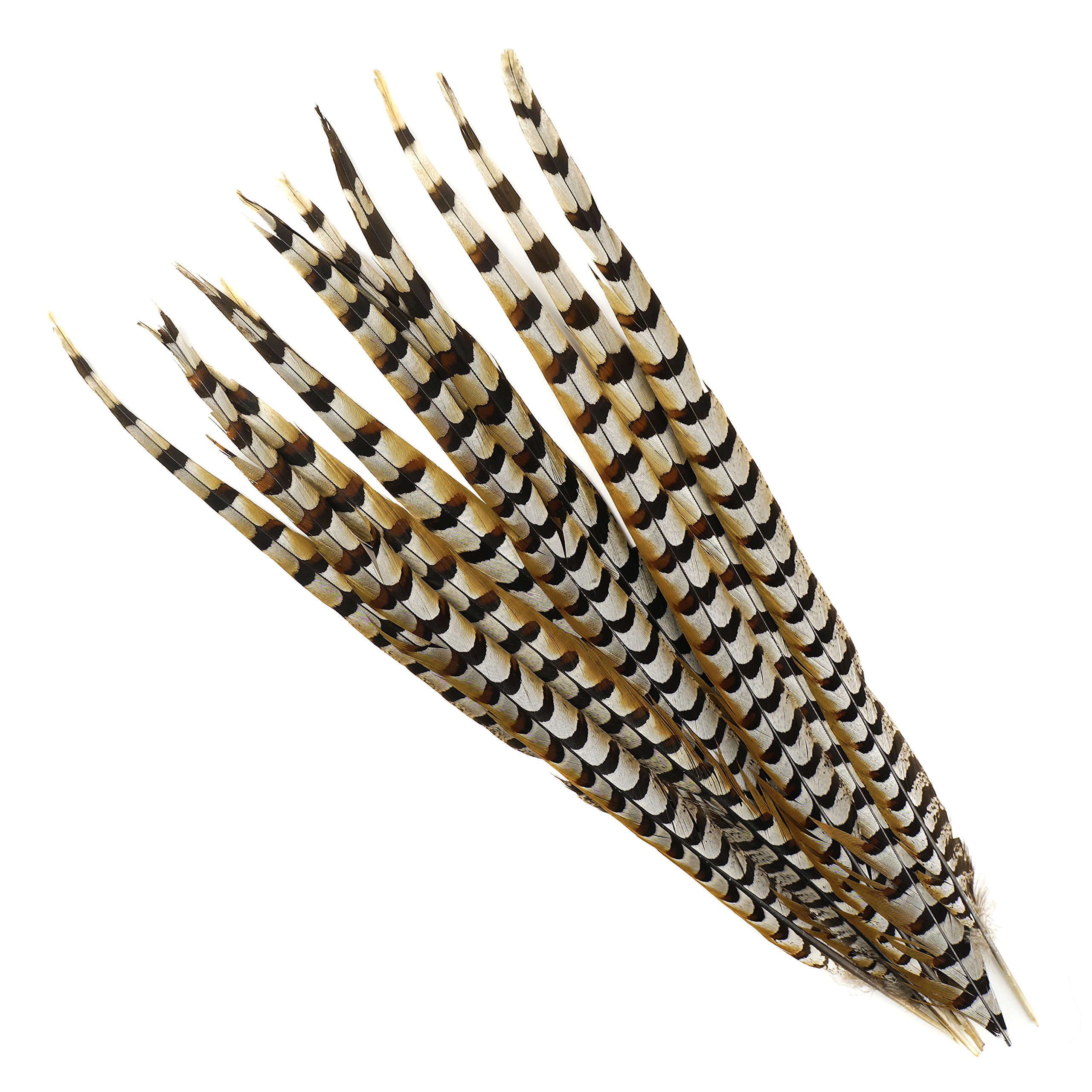 Natural Golden Brown Pheasant Tail Feathers 12pcs - 20-30